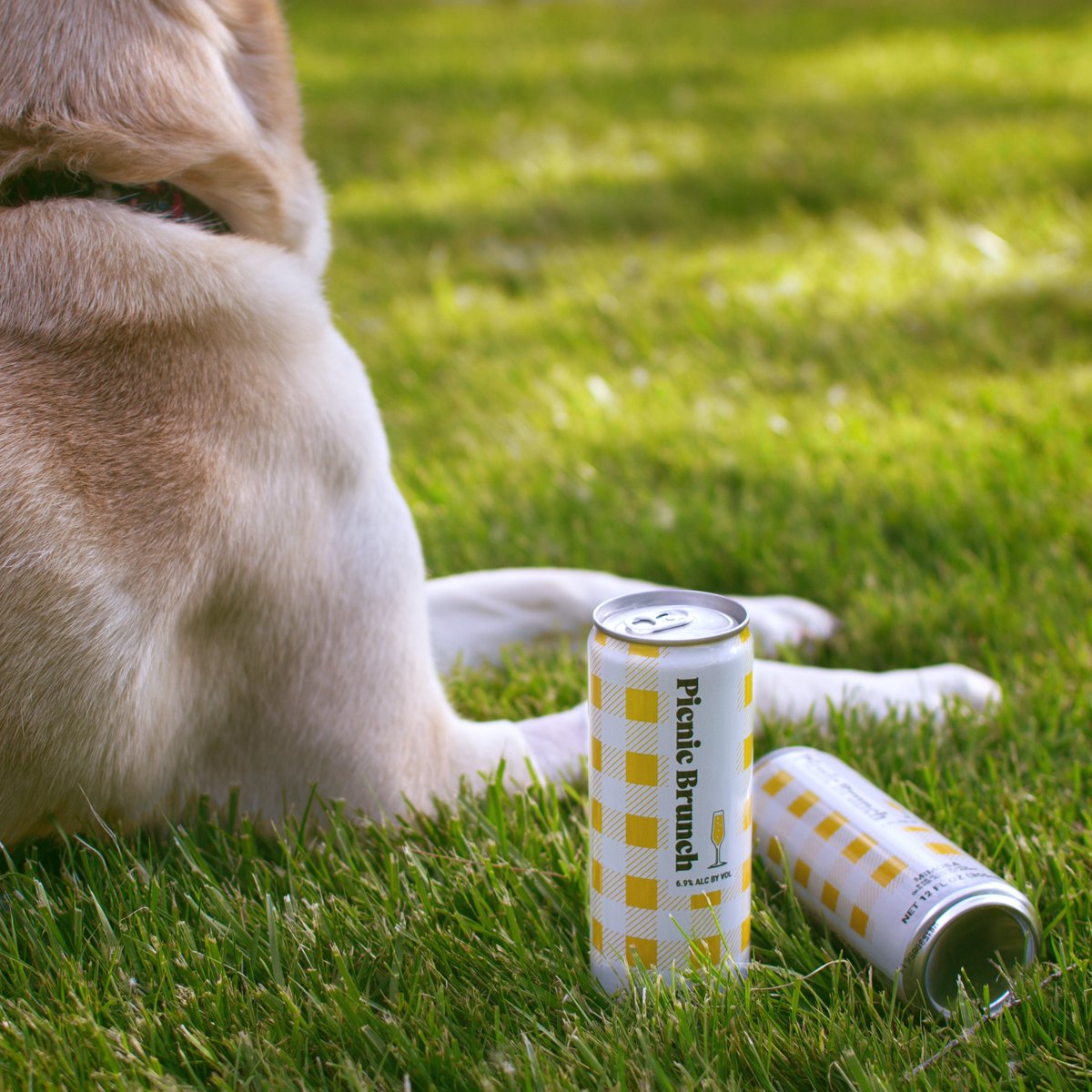 PicnicBrunch's tweet photo. No glass? No problem. 

Canned Mimosas and Bloody Marys that can go anywhere, just like you. #BrunchAnywhere https://t.co/u7zwjBiNJL