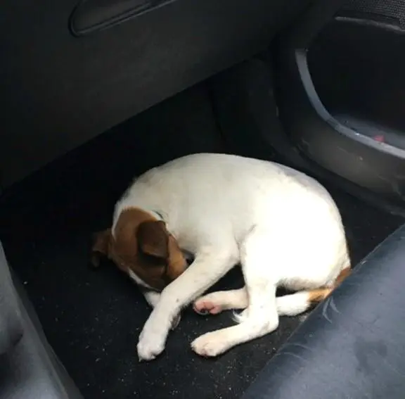 LigueDesAnimaux's tweet photo. À Annecy, un Jack Russell meurt d'asphyxie dans le coffre d'une voiture.

Le propriétaire de l'animal écope d'une amende de 450 euros pour « atteinte involontaire à l'intégrité physique et à la vie d'un animal ».😡

Nous déplorons le manque de fermeté de la justice française.. https://t.co/1frKdt4kwe