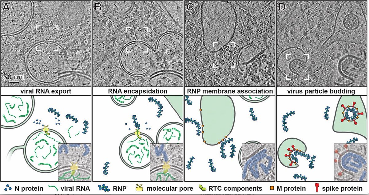 mmw_lmw's tweet photo. A #MolecularPore spans the double membrane of the #CoronaVirus #ReplicationOrganelle | Double-membrane vesicles | Montserrat Bárcena @LUMC_Leiden @ScienceMagazine https://t.co/V3lq6h9KDr https://t.co/MD1xIkxTq9