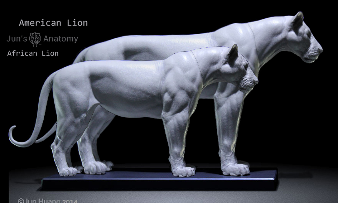 American Lion Vs African Lion