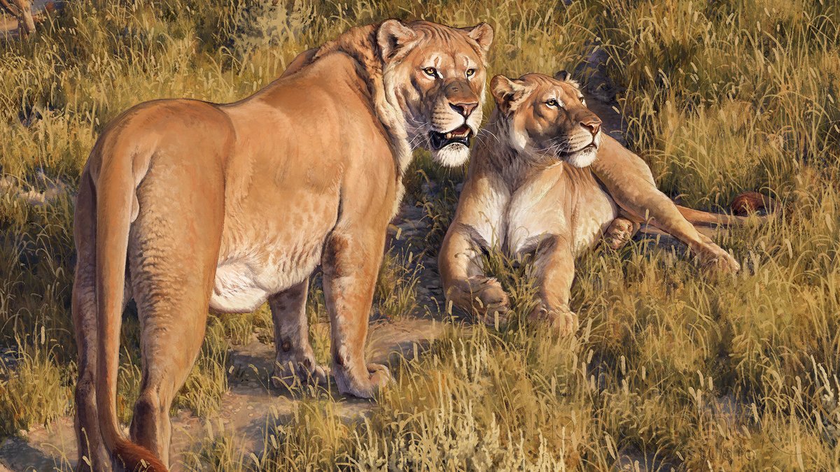 This big cat likely came from isolated populations of early steppe lion (Panthera spelaea) that moved into the lower 48. A recent study into P. spelaea’s genetics implies an almost 2 million year separation from the African lion lineage, with P. atrox evolving around 340 MYA.