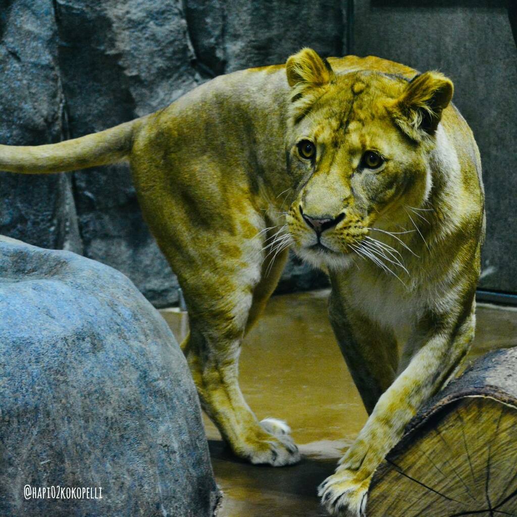 hapi02kokopelli's tweet photo. *
#AfricanLion #lion
#zoorasia
#BigCat #SaveBigCat #caturday
#AnimalPhotgraphy #instazoo #animals #instaanimal
#ライオン #ズーラシア #フラビア
#GlobalLionDay #InternationalLionDay
#WorldLionDay #世界ライオンの日
#過去pic https://t.co/7VDMIkB6nd https://t.co/V0a7vZOxfM