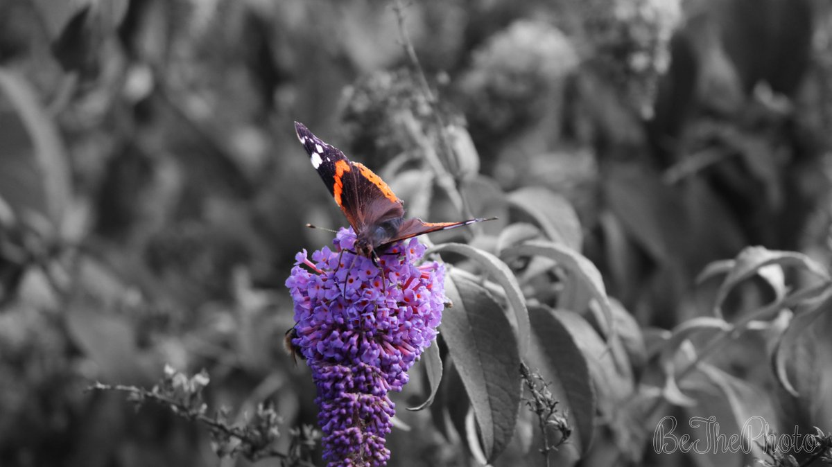 BeThePhotoNL's tweet photo. #Butterfly on a #purple #flower
Camera: Canon EOS 80D 18-55 MM
F: f/5.6
S: 1/1000-800 sec.
ISO: 1000
#edited #blackwhite
#BeThePhoto #Schijndel #NorthBrabant #Netherlands #Ghostrailroad #butterfly #vlinder #bloem #zwartwit #Nature #natuur #spookspoor #spoor #photography #train https://t.co/argQRBUQqy
