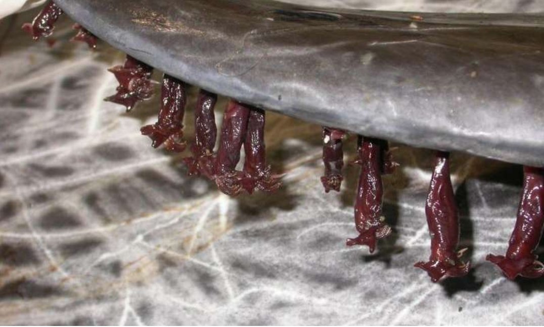 And don't get me started on DOLPHIN BARNACLES! LOOK AT THESE THINGS! Just hanging there like little bits of goo! GAHHH! AND they punch holes in the dolphin's skin: NO! Pic and article:  https://phys.org/news/2015-06-barnacles-home-dolphin-fins.html
