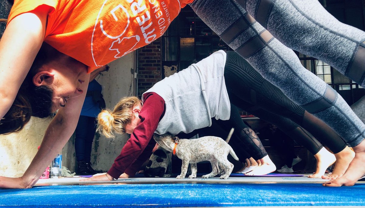 Providence_AC's tweet photo. #TakePaws with us for a special afternoon yoga session this Thursday from 3:30-4PM on Facebook Live! We will be joined by both puppies and kittens! π»πΆ
The session is Donate-What-You-Can to https://t.co/8lSdVnpYeQ or Venmo: ProvidenceAC with a note that it's for yoga. https://t.co/uxUpDAq0wt