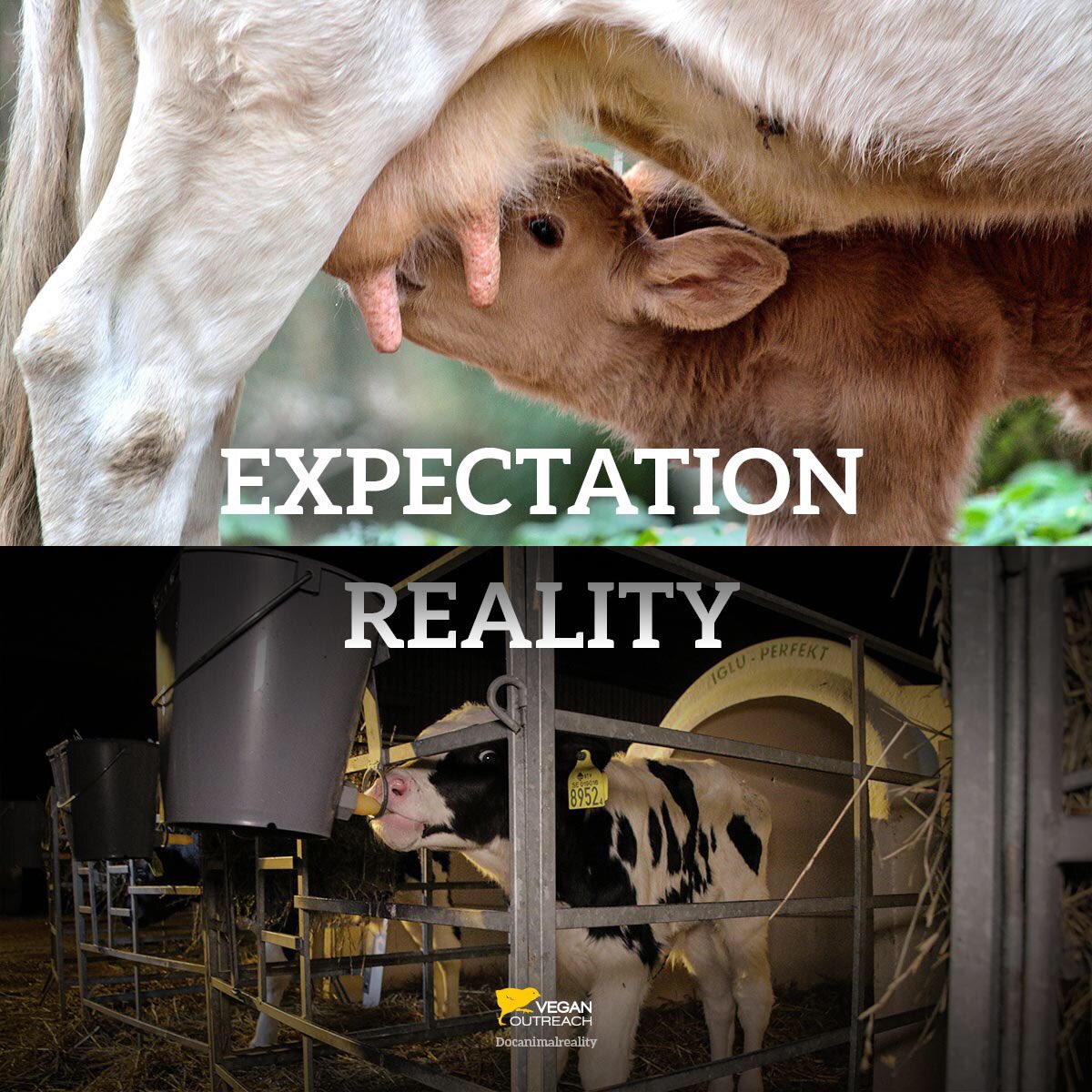 veganoutreach's tweet photo. The dairy industry doesn’t want people to know how mother cows are really treated on dairy farms. https://t.co/hGC8rVZbeH