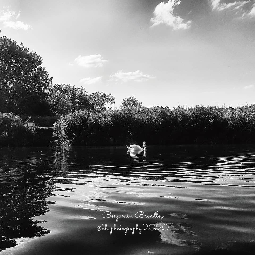 BBPhotography22's tweet photo. A Graceful Swan swimming along the river Avon..
#Swans
#photo #photooftheday #photography #blackandwhitephotography 
#StratforduponAvon #nature 

https://t.co/6oeeidaPNF https://t.co/SysfEWAYl8
