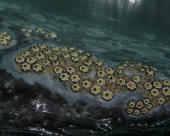 I mean, have you ever thought about whales as just giant barnacle islands. Because that's kind of what's happening and I would not be cool with that! Pics: wiki