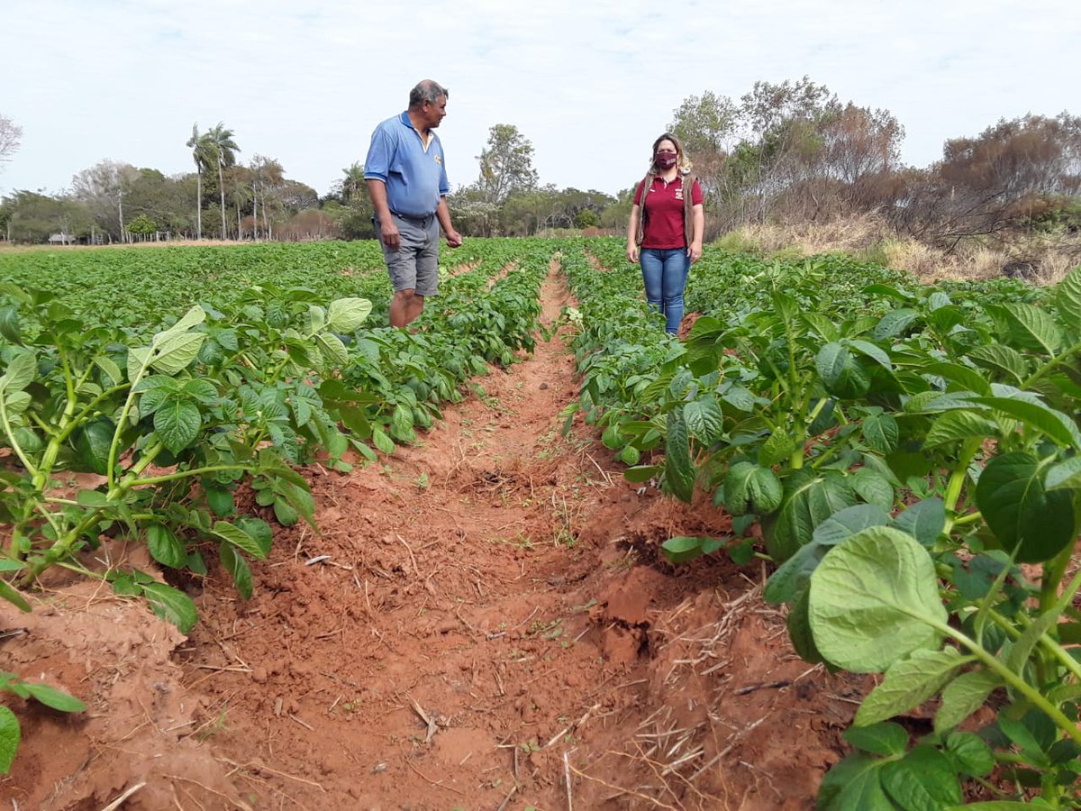 magparaguay's tweet image. Visita a productores de Acahay. Verificación y seguimiento de plantines de cebolla variedad #Angaco (tempranera) y cultivo de papa variedad #spunta. Semillas entregadas por la Dirección de Extensión Agraria dependiente del Ministerio de Agricultura y Ganadería #MAG #DEAG 🇵🇾🇵🇾🇵🇾