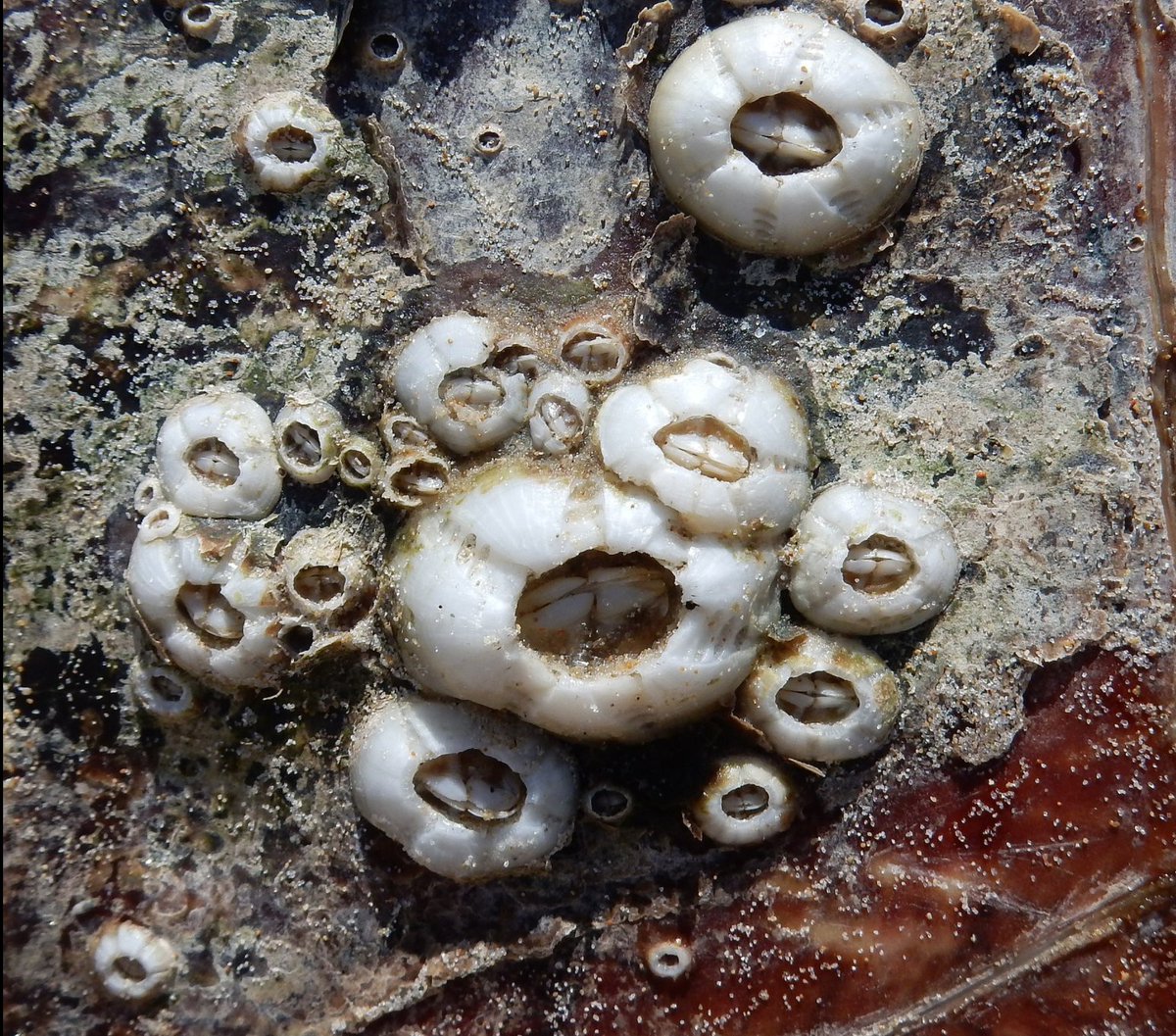 THERE ARE EVEN TURTLE BARNACLES. Whole species of barnacles that only live on turtles. Barnacles, you see, actually run everything. The ocean is actually just a bunch of stuff barnacles can live on. pic:  https://bit.ly/3itmTsl 