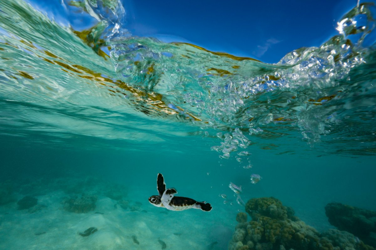 MissionBlue's tweet photo. Named a Hope Spot in 2019, the Tetiaroa Atoll is a secluded place that serves as a refuge for nesting green sea turtles &amp; a variety of seabird species, surrounded by a healthy coral reef &amp; a brilliant turquoise lagoon. https://t.co/JWCJy567ab #HopeSpots

Photo by Alexis Rosenfeld https://t.co/J7dgBfeNXZ