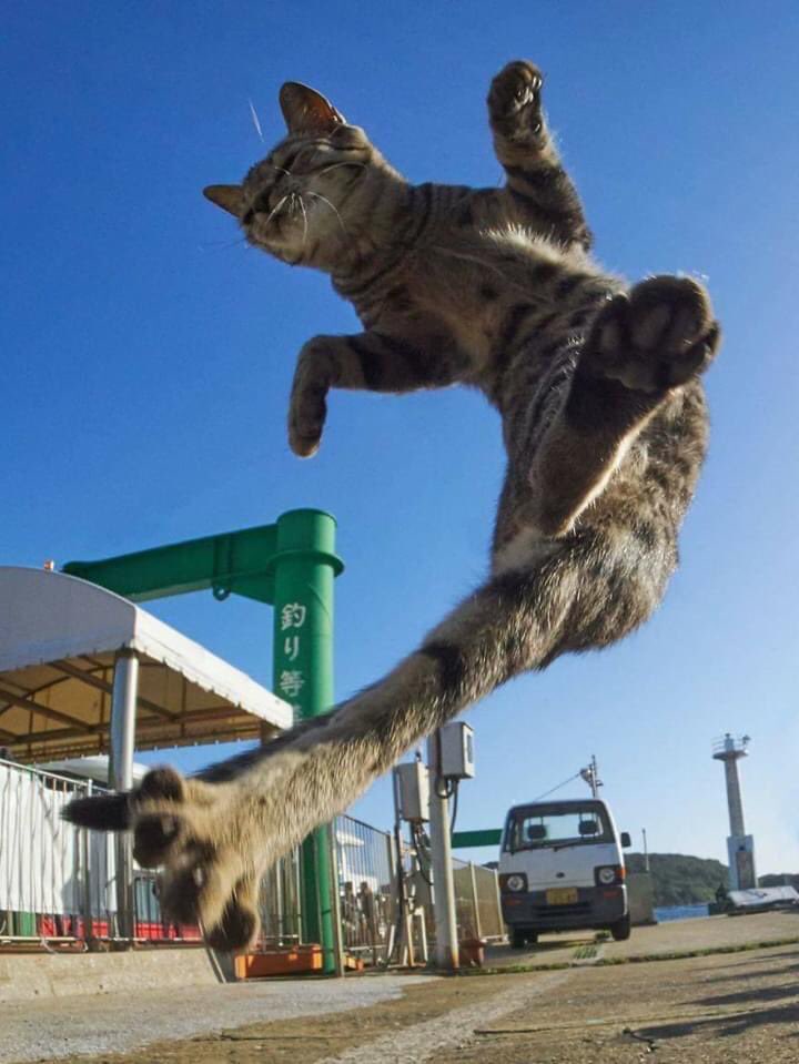 ForeverRescue's tweet photo. Japanese photographer Hisakata Hiroyuki has decided to dedicate a fair portion of his time to shooting cats during their totally serious combat practices, and the result is purrrfect. #CatsOfTwitter https://t.co/oSSGEtv0D3