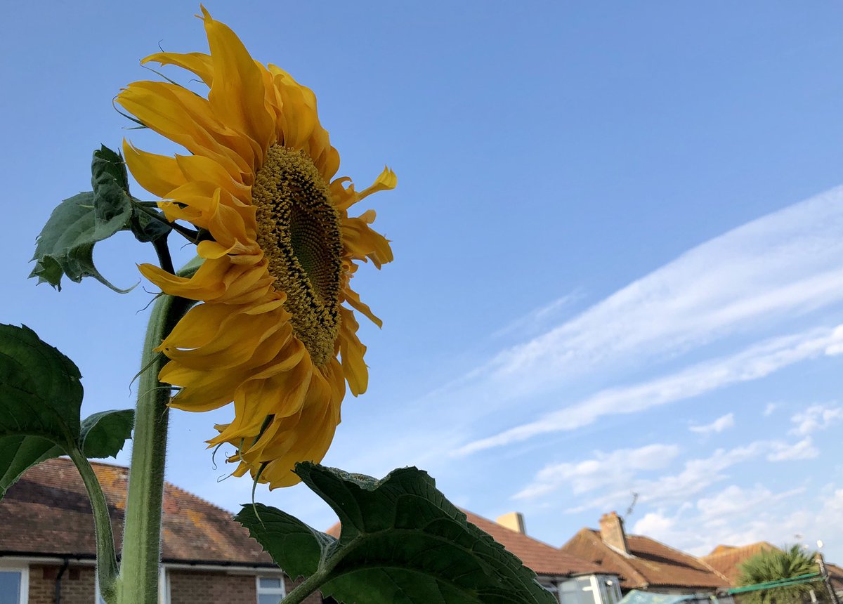 vmitchell06's tweet photo. My sunflower looks like it’s doing a scene from Titanic https://t.co/dmyuxhMngf