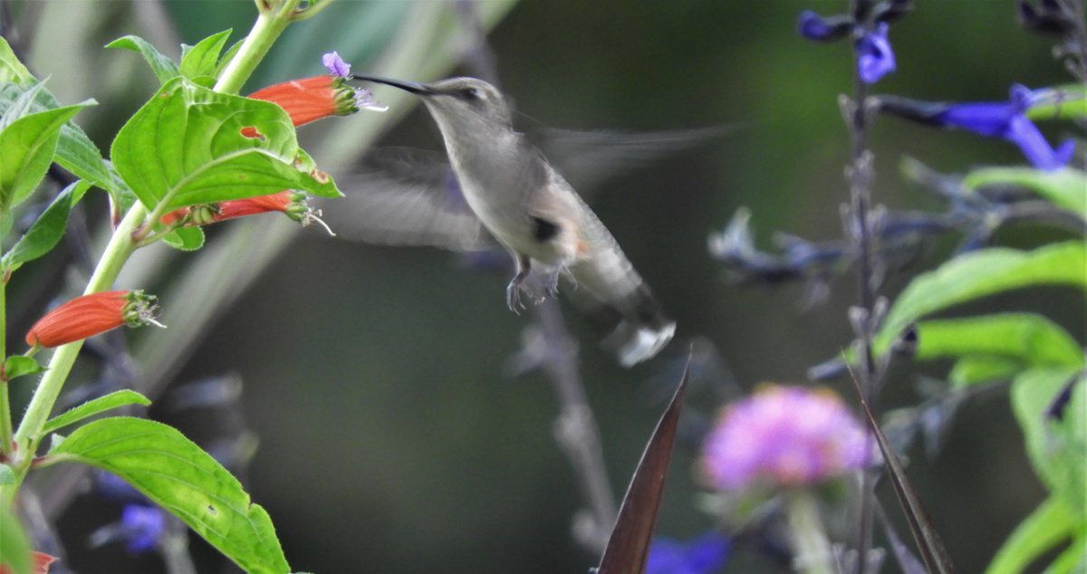 EvelinePinseel's tweet photo. As a European living in North America, I get super excited when seeing a hummingbird. π Today I went to look for this female Ruby-throated Hummingbird. It was foraging at the same spot where I saw it a few days earlier. #QuarantineBirding #BirdsOfArkansas https://t.co/39N92s9ArK
