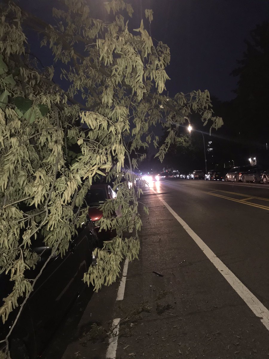 nofoodforyou2's tweet photo. @nyc311 these branches at #oceanave &amp; #albemarle fall into the bike lane. I hit the thickest one because traffic wouldn’t allow me to go around. Afterwards I pulled down the most dangerous branches so that other cyclists wouldn’t also hit them. Please clear. #Flatbush #brooklyn https://t.co/4iOZWavAJr