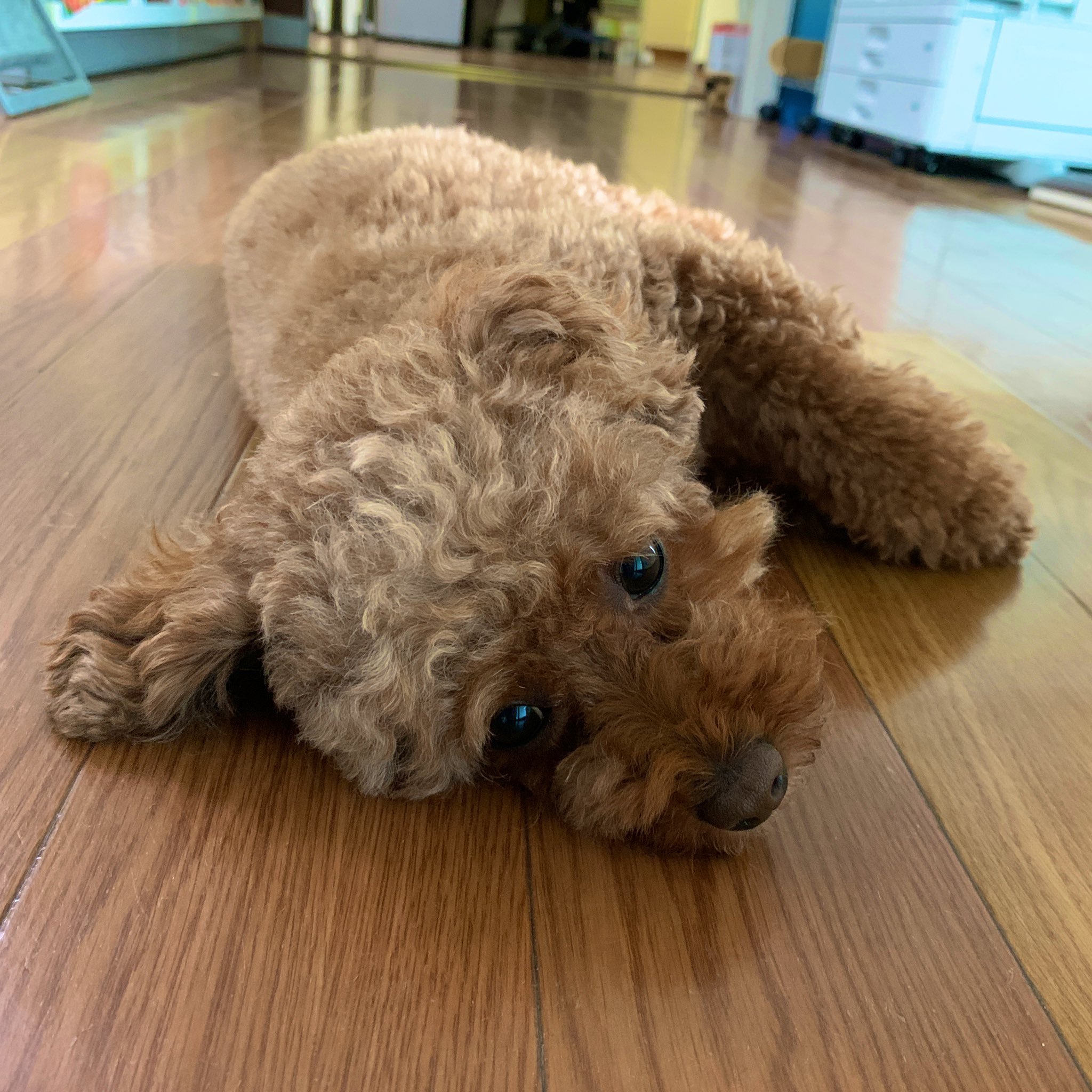 Creative Office Cue オフィスキュー 暑くて事務所の床に落ちてるネネに 写真撮るからちゃんとしてみて と言ったら バチバチのモデル立ちをしてくれました 事務所犬ネネ T Co I1emdscjtt Twitter