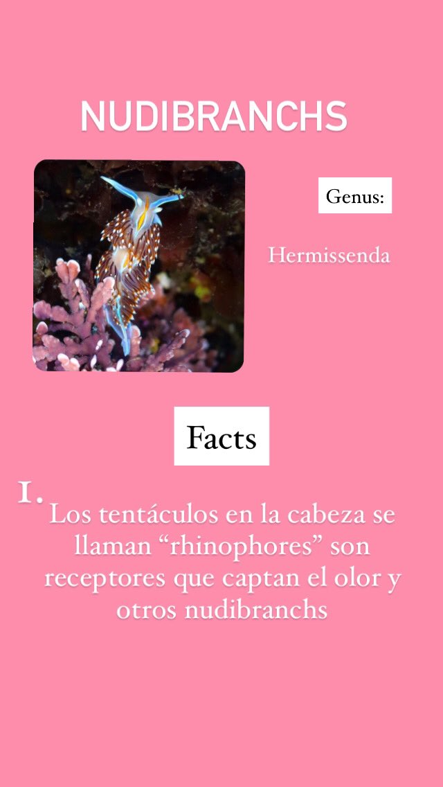 Aquí están algunas fotos que <a href="/ian_shriner/">Ian Shriner</a> tomó cuando fuimos a Half Moon Bay a observar las pozas de marea. Estos son unos coloridos y muy hermosos nudibranquios que encontramos.

Yo use <a href="/iNaturalist/">iNaturalist</a> para identificar los nudibranquios, pero no soy un experto!