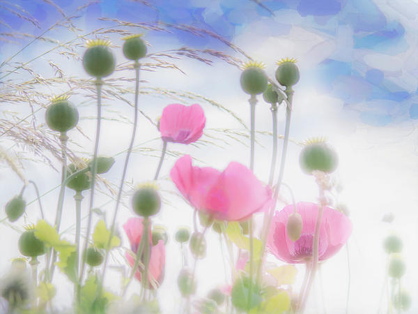 hal_halli's tweet photo. New artwork for sale! - "pink poppies in a paper tissue sky" - https://t.co/6lO7N8EGxU @fineartamerica https://t.co/lHeJRC1fJZ