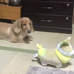 可愛いと愛でられていたのは？愛犬ではなくワンパチのぬいぐるみw