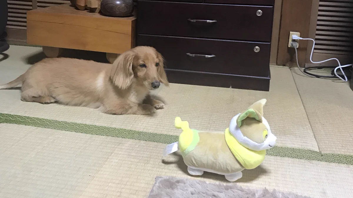 可愛いと愛でられていたのは？愛犬ではなくワンパチのぬいぐるみｗｗ