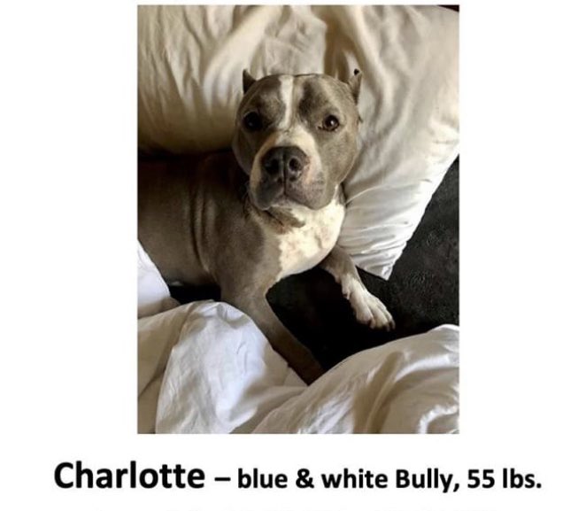 ArlingtonPD's tweet photo. We need your help locating a stolen dog and vehicle. 

We responded to a motor vehicle theft around 12:25 p.m. at Walgreens at 3400 Matlock Road. 

A white 2017 Subaru Forrester with Texas license plate LSS1851 was taken from the location that had a bulldog named Charlotte inside https://t.co/9Zr9tSTsCj