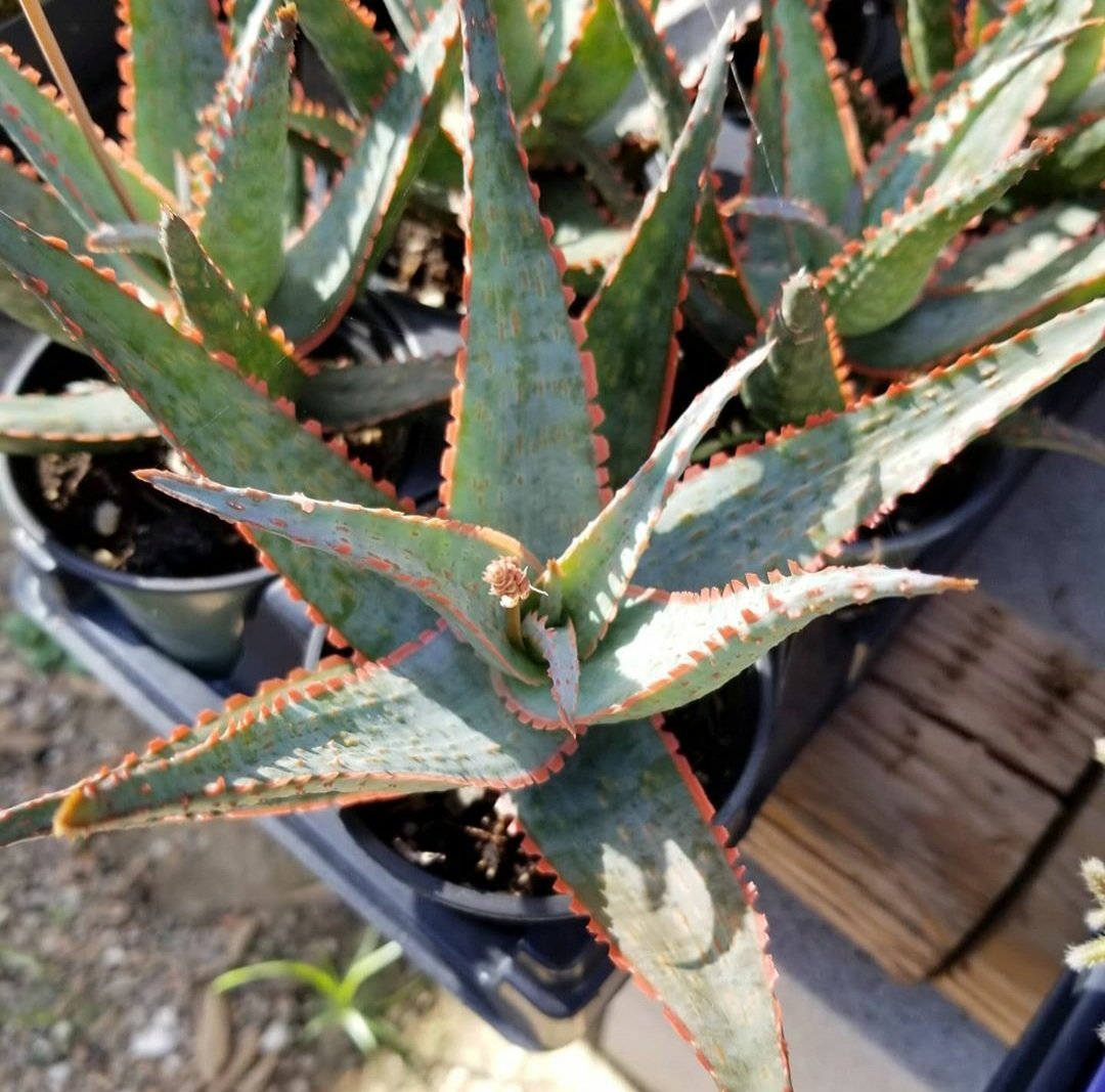 MikesSucculents's tweet photo. In the RGV McAllen Area and wanna buy plants. Text us at (956)-467-4303 🌵💚 #missiontx #mcallentx #Edinburgtx #pharrtx #weslacotexas #missiontexas #rgvvegans #rgvshopping #rgv956 #missiontx #rgvplants #edinburgtexas #donnatexas #donnatx #mcallentexas #weslacotexas #mcallen https://t.co/1WH9C06NQX