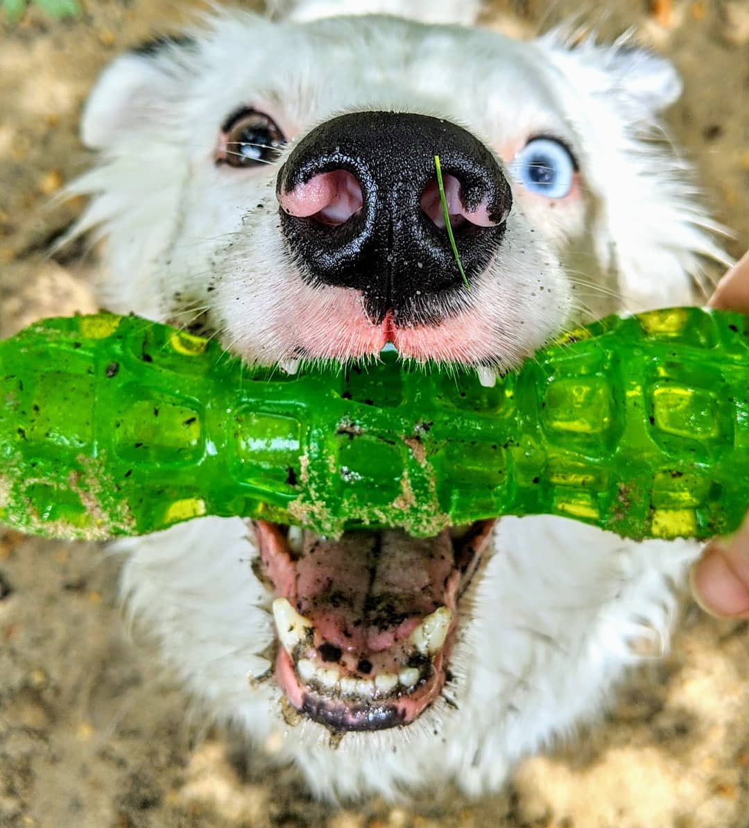 HyperPetToys's tweet photo. National Lazy day?? Not when you're a #HyperPet! #throwthestickalready
📸: IG @pumlumo
#hyperdog #throwthestick #boopmynose #fetch #dogs https://t.co/Ex8yCrnacy