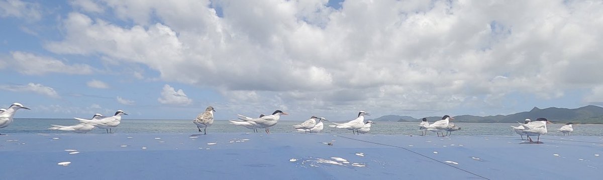 eeuupphhoo's tweet photo. この鳥たち種類わかる方いませんか？ https://t.co/jGMLoIjIhs