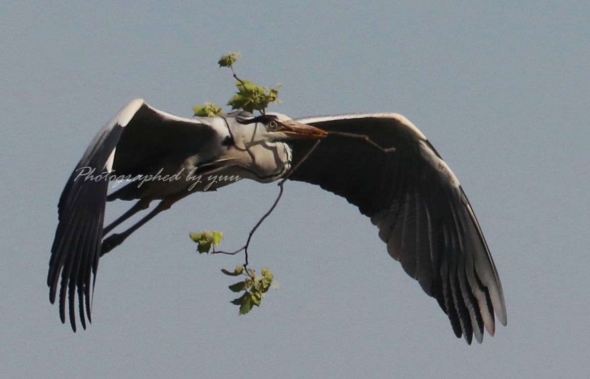 #アオサギ #ＲＴ歓迎

おはようございます♬
植木屋のアオサギさん🤣

#相互フォロー #野鳥写真 #写真垢
#鳥好きな人と繋がりたい #野鳥
#野鳥撮影 #バードウォッチング
#鳥好き #鳥類の会 
#飛ぶ #アオサギ好き #決定的瞬間
#飛翔 #野鳥好き #birdphotography 
#bird #birds #grayheron #wildbird