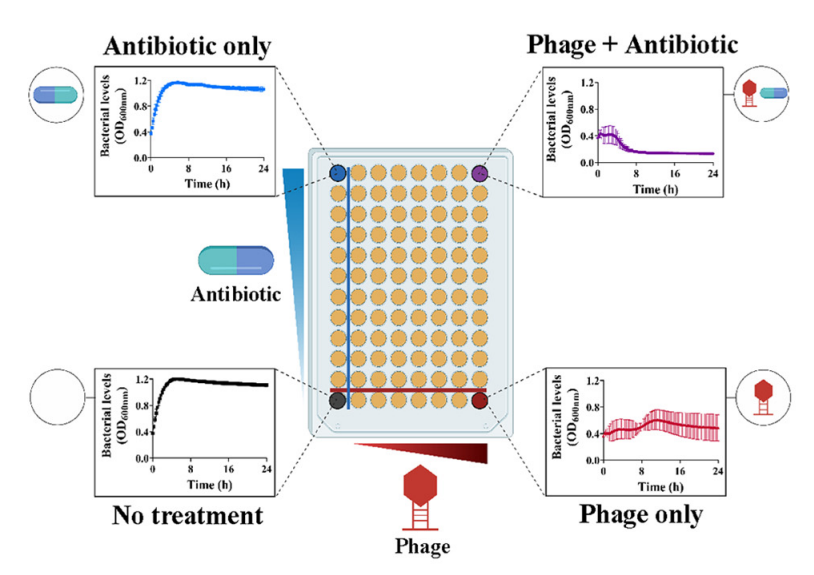 mbiojournal's tweet photo. Phage-Antibiotic Synergy Is Driven by a Unique Combination of Antibacterial Mechanism of Action and Stoichiometry https://t.co/UqMnz8rx05. https://t.co/gFHMrWHm4V