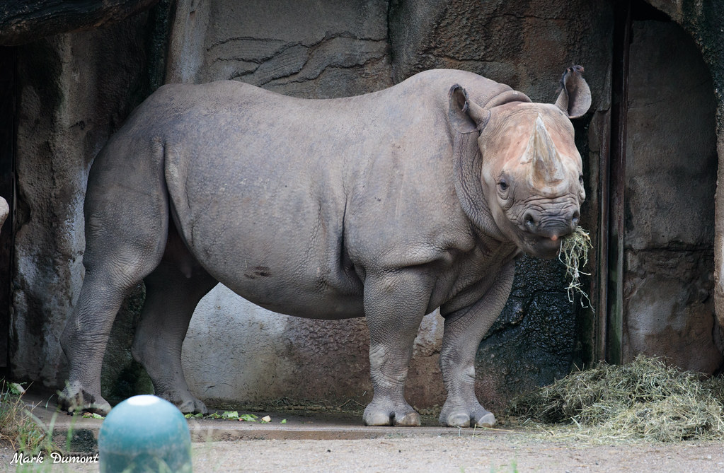 CincinnatiZoo's tweet photo. BIG news! Seyia is pregnant and due any day! Eastern black rhinos are critically endangered, so this is great news for the species. This will be her second calf with dad Faru. 🦏 https://t.co/xOU4MrHa27