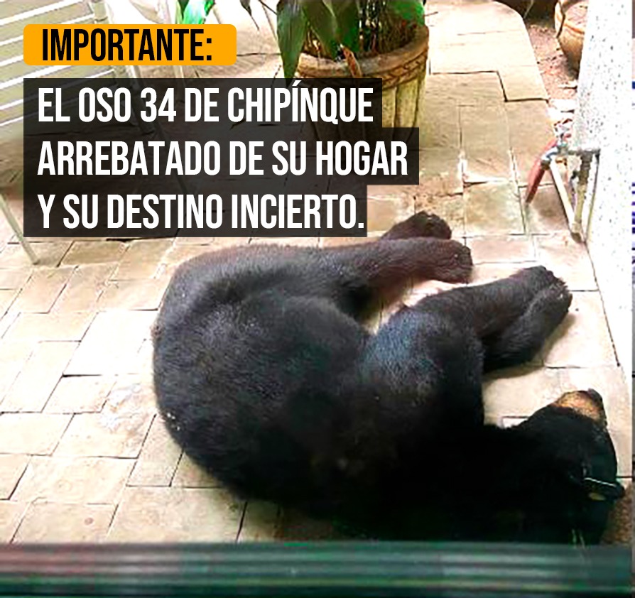 El Oso de Chipinque fue castrado y llevado a Chihuahua sin recuperación, estará con Osos de otra subespecie, acostumbrado al humano no tiene oportunidad de sobrevivir <a href="/PROFEPA_Mx/">PROFEPA</a> <a href="/blancamendozav/">Blanca Alicia Mendoza Vera</a> mándenlo al Santuario #PROFEPAcastradora #SalvemosAlOso