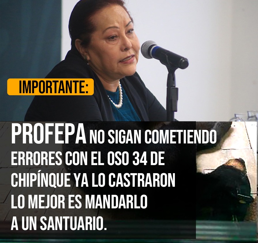 La opción para que el oso de Chipinque se vaya a un Santuario <a href="/PROFEPA_Mx/">PROFEPA</a> y <a href="/blancamendozav/">Blanca Alicia Mendoza Vera</a> la saben. ¿Qué deciden? ¿Qué viva o que muera? #PROFEPAcastradora #SalvemosAlOso