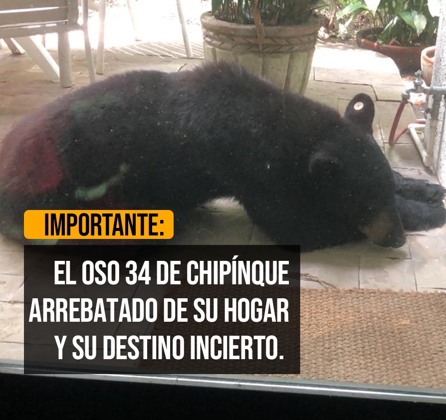 Aún hay tiempo de ver por el bienestar del Oso de Chipinque <a href="/PROFEPA_Mx/">PROFEPA</a> <a href="/blancamendozav/">Blanca Alicia Mendoza Vera</a> ya lo castraron mándenlo al Santuario en colorado para que sobreviva, es un Oso acostumbrado a los humanos ustedes lo saben. #PROFEPAcastradora #SalvemosAlOso