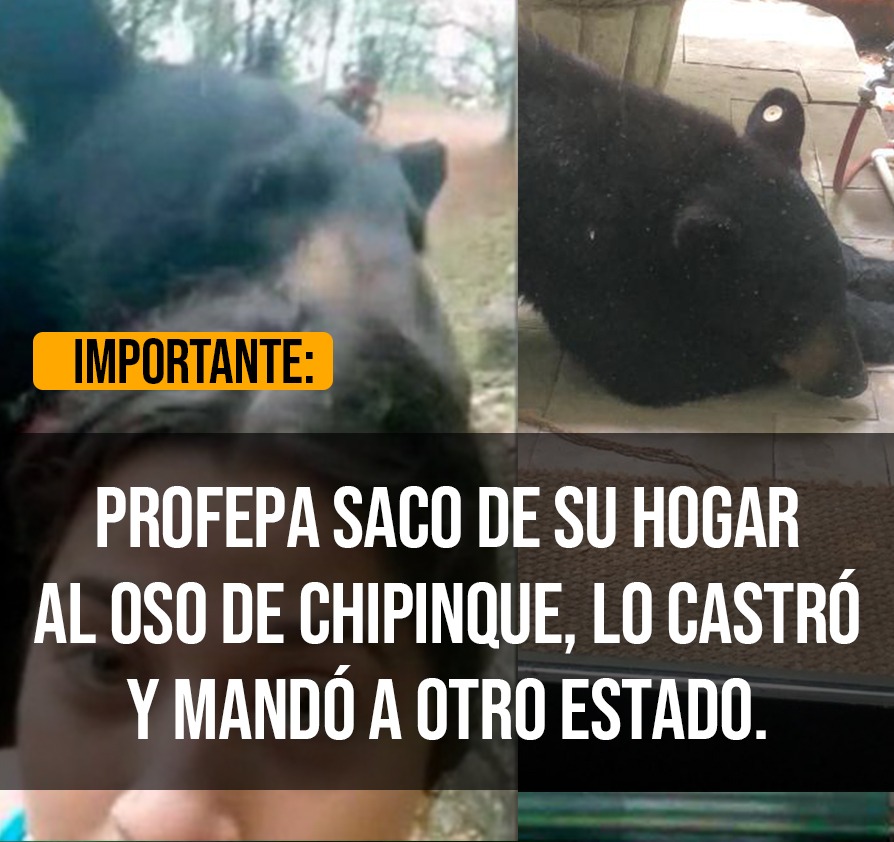 Ya <a href="/PROFEPA_Mx/">PROFEPA</a> y <a href="/blancamendozav/">Blanca Alicia Mendoza Vera</a> sacaron al Oso de su hogar #Chipinque lo castraron y lo han condenado a morir con Osos de otra subespecie en Chihuahua. Regrésenlo exigimos que se vaya a un Santuario para q sobreviva. #PROFEPAcastradora #SalvemosAlOso