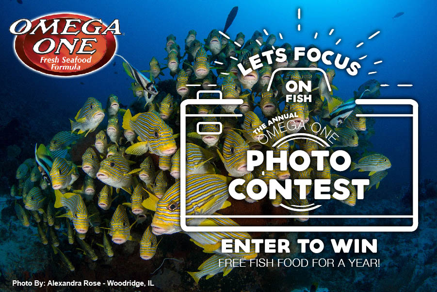 CORALmagazine's tweet photo. It's time for the @OmegaSeaLLC annual #fishphoto contest. Will you be one of the 13 winners selected? Details at: https://t.co/ISaLleVKhm
#aquarium #aquariums #fishphotography #coralphotography #reefaquarium #reefhobby #aquariumhobby #marineaquarium #OmegaSea #OmegaOne https://t.co/vFt6faZxBr