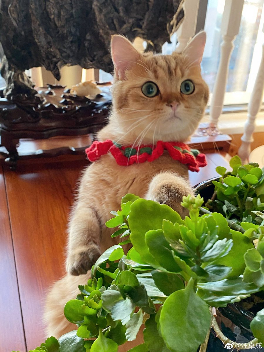 daily danta (@daily_danta) on Twitter photo 