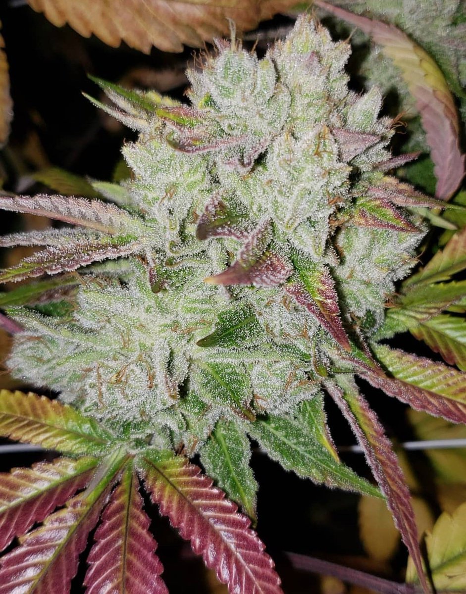 topcutfarms's tweet photo. Strain of The Day: Khalifa Kush 💨 ✨ 
.
.
.
#greenside #kushman #dank #frostykush #keif #thc #cbd #trichome #topcutfarms #420life #growop #weed #kush #northwestweed #weedhumor #lit #smokeweedeveryday #hightime #hightimes #tacoma #marijuana #pothead #cannabis #joints #blunts https://t.co/pJHsHQYNWV