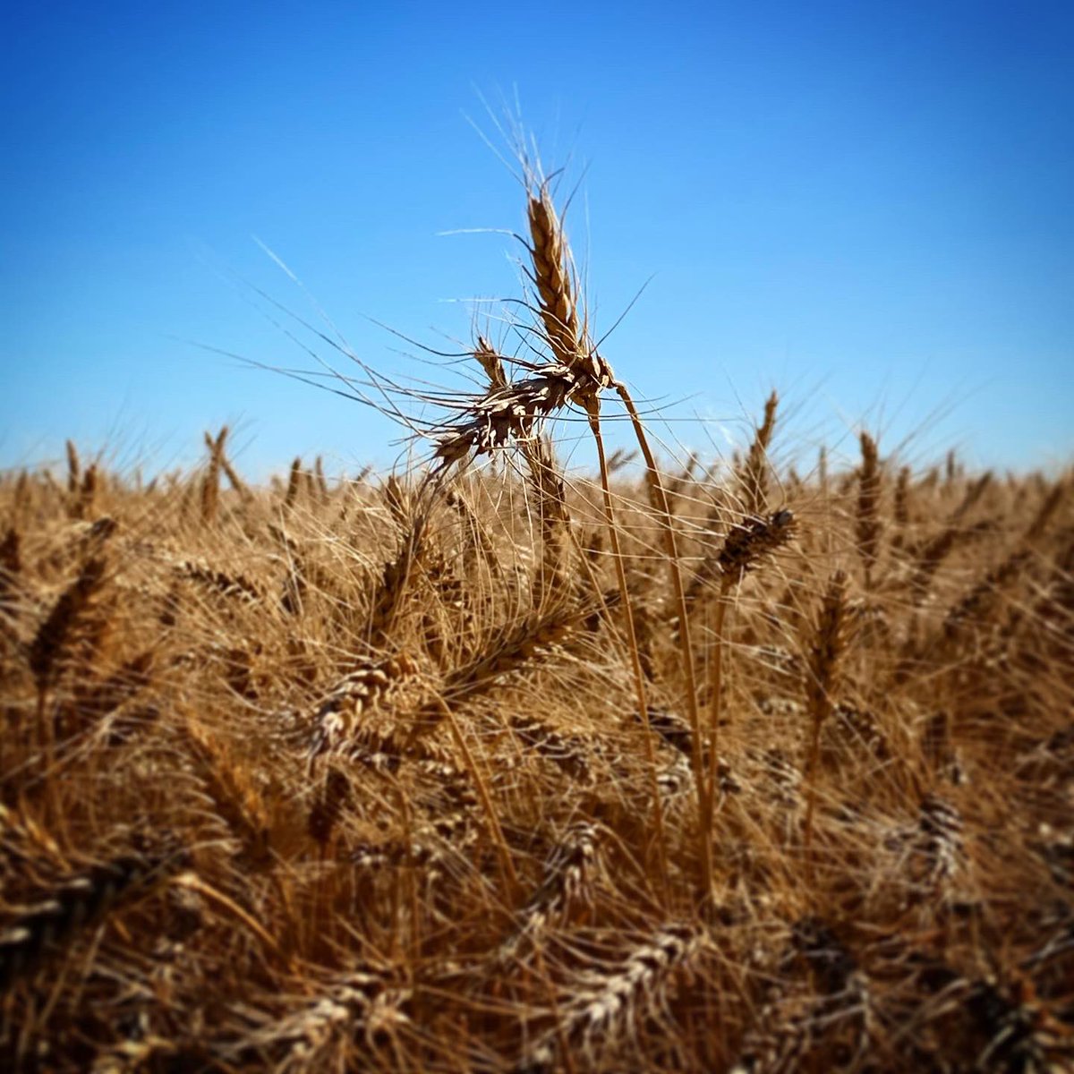 Maier Farms tweet media