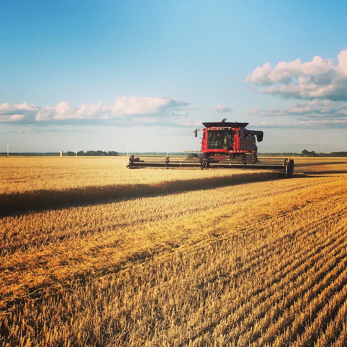 Maier Farms tweet media