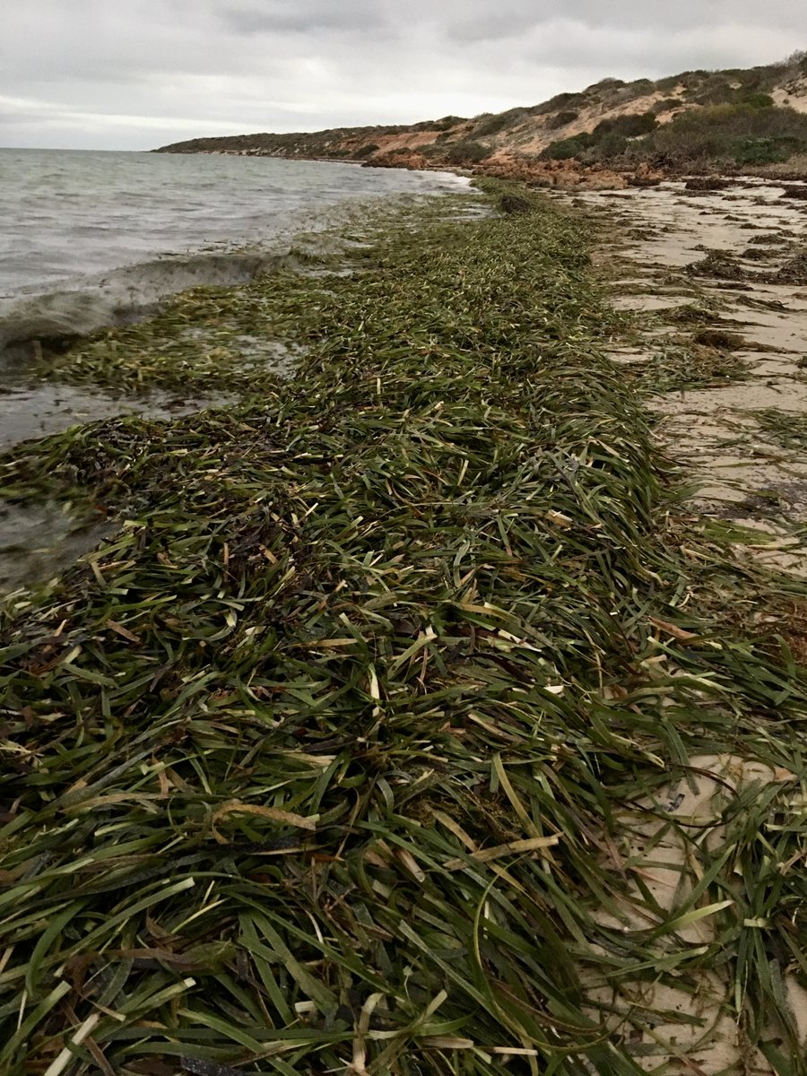 SeagrassLiz's tweet photo. Morning beach walk on #Malgana Country - look what the high tide brought it? #beachwrack Natures own recycling system - Food for crustaceans, seabirds and fish #nutrientcycling #Posidonia #SharkBay https://t.co/iCPyiFZ74V