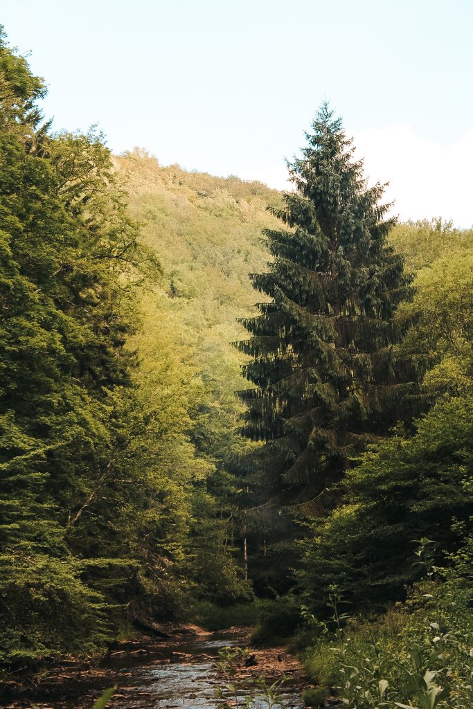 Another beauty of Appalachia photo from our friend <a href="/sarawoods__/">sara</a> !
We love taking a glimpse at different areas of the region 🌲 

📍 Gandy, West Virginia