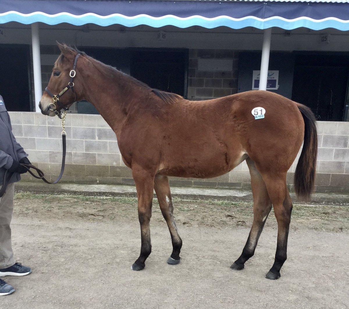 BSWCrow's tweet photo. 2️⃣ for 2️⃣ with the 2️⃣yo’s today!

It paid to have Russian Influence (2yo f. Into Mischief) today @IndianaGrand as the @keenelandsales January grad put away the competition in the stretch to win by a half length going away for @stuartmgrant’s The Elkstone Group. 

#BSWCrow https://t.co/CHRo3npV9L