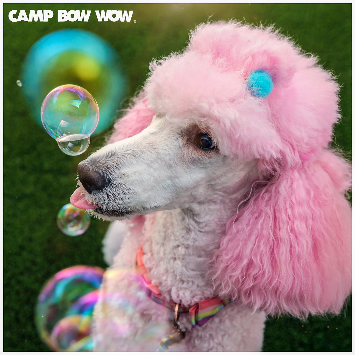 cbwsouthport's tweet photo. Bubble photos were a success. Find the whole shoot on our Facebook page. https://t.co/QupVQEi2vO