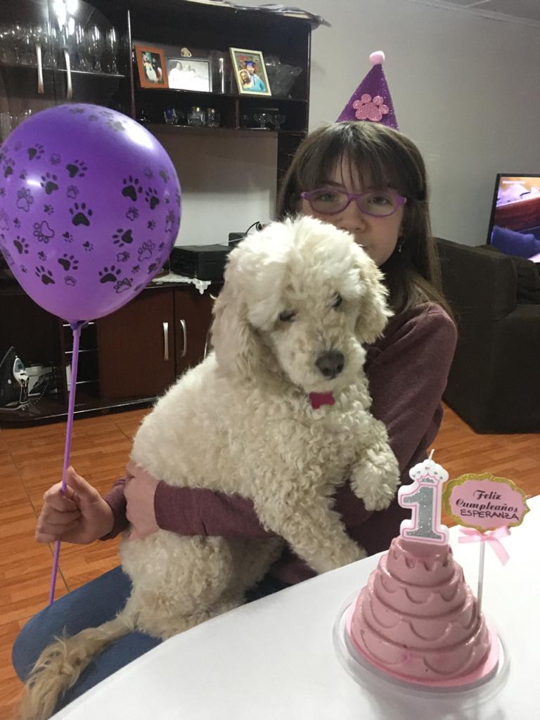 fundacionikigai's tweet photo. Feliz cumpleaños mi querida princesa esperanza pareciera que fue ayer cuando llegue a ese basural y sin importar te saque de ese alambrado que te torturaba mi querida criatura a pesar que pesabas casi lo que pesa un cachorro jamás me rendí mi hermosa y hoy te veo así ❤️ https://t.co/nqOFL3bbLu