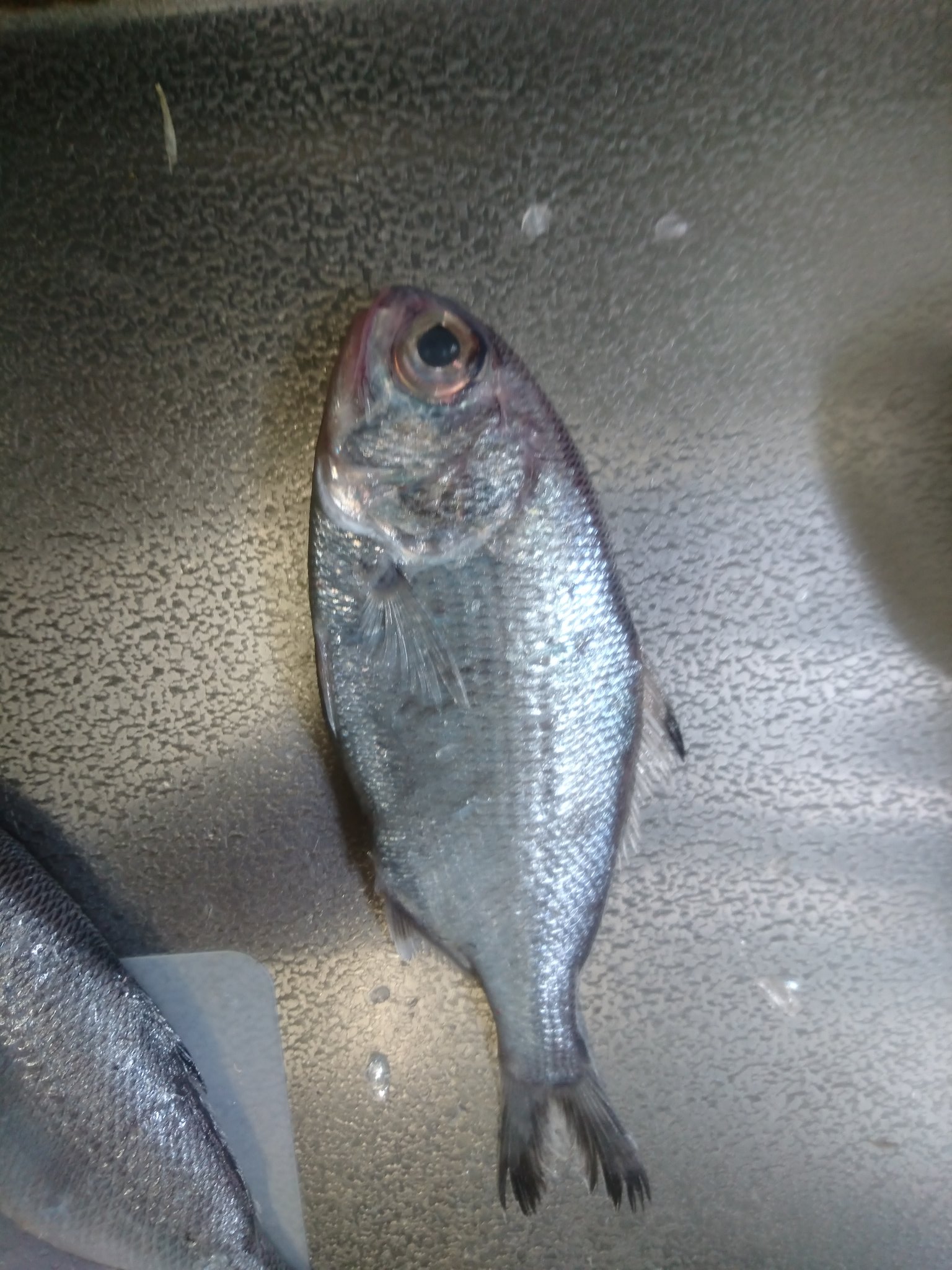 こっ湖 こっ子 お魚詳しい方教えて下さい このお魚の名前何でしょうか 写真では分かりませんが めっちゃ鱗が多いです 鯛ぐらいミッチリありまする 親戚がくれましたが魚の名前が不明 魚 魚の名前教えて 魚種教えて T Co