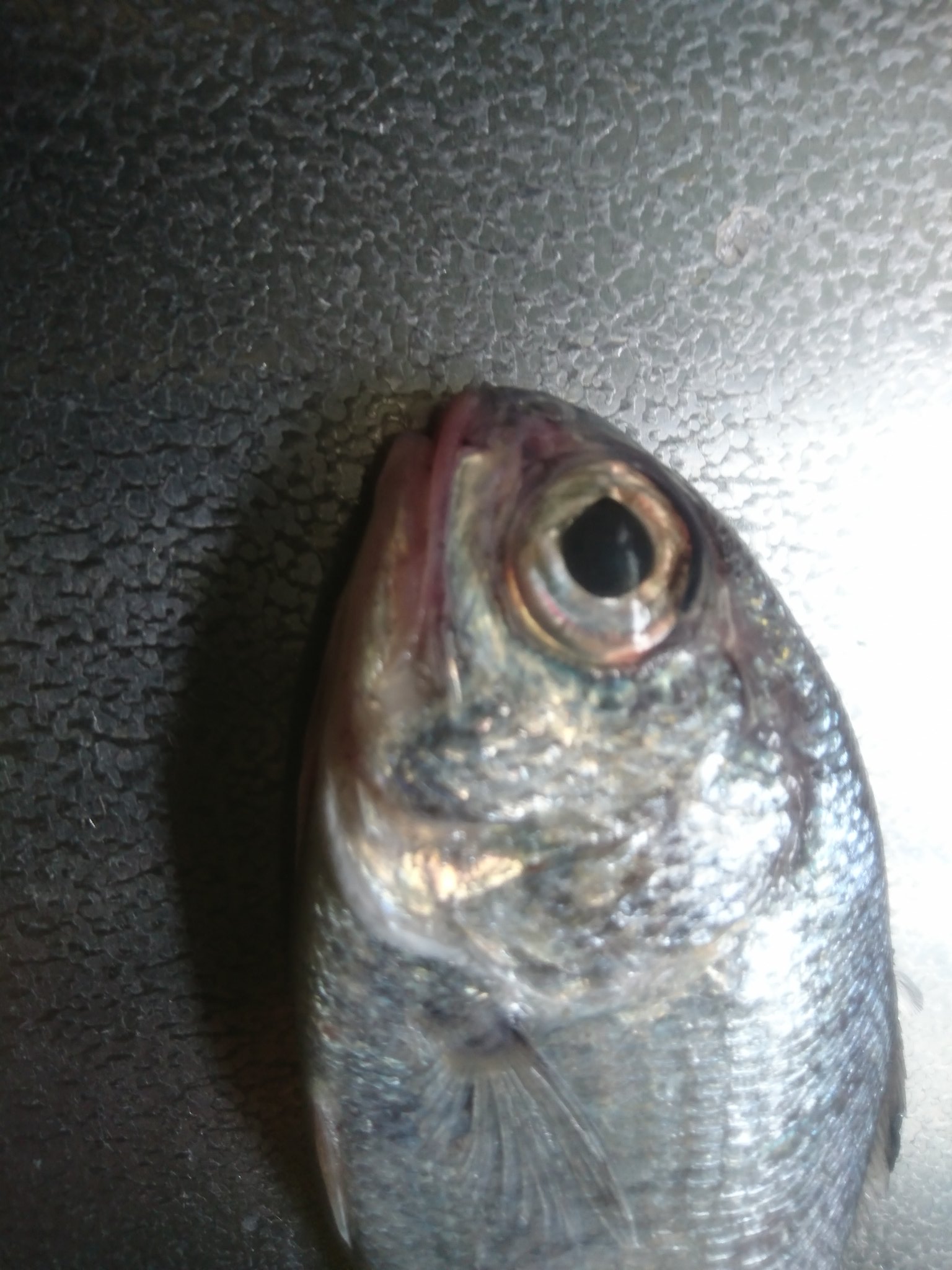 こっ湖 こっ子 お魚詳しい方教えて下さい このお魚の名前何でしょうか 写真では分かりませんが めっちゃ鱗が多いです 鯛ぐらいミッチリありまする 親戚がくれましたが魚の名前が不明 魚 魚の名前教えて 魚種教えて T Co