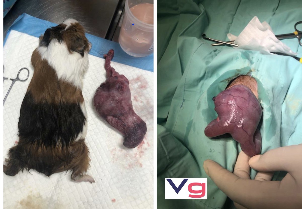 VetGirlOnTheRun's tweet photo. Holy MASS Batman!!
A 3 year old ( 2.2 # ) Guinea pig with 0.4 mass in the cervix. Also had a pyometra.
Thanks Dr. West for the submission!
#vetttech #vetmed #veterinary #vetgirl https://t.co/HEiibOJLiK