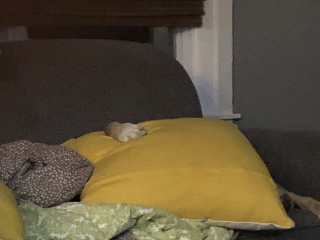 My dog can NAP.