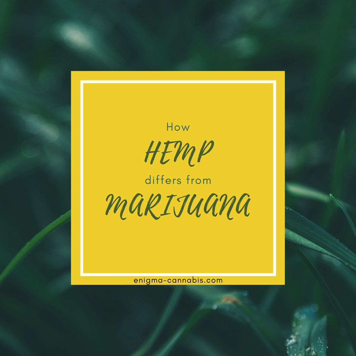 EnigmaCannabis's tweet photo. It’s key to understand the difference between HEMP and MARIJUANA as they come from the same family but produce different benefits and have their own characteristics.

#hempvsmarijuana #hempproducts #cbdbenefits #Hemp #cbd  #hempheals #cbdwellness #cbdproducts #hempcbd #cbd https://t.co/CmscN04onc